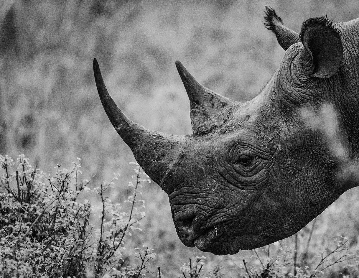 A black and white photograph of a rhino in the wild